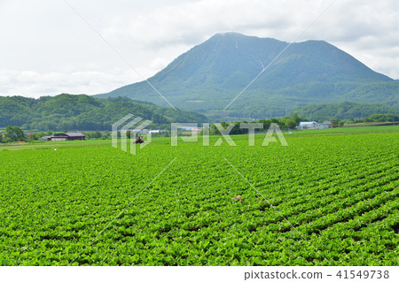 拍攝北海道Makuraku村的初夏戰場的風景回到Mt. 41549738