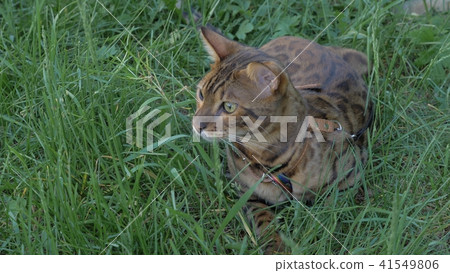Bengal cat walks in the grass. He shows different emotions. Bengal cat walks in the grass. He shows different emotions. 41549806