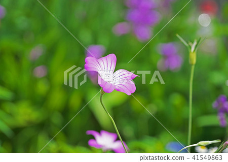 Purple Agrostema Flower Purple Agrostema Flower 41549863