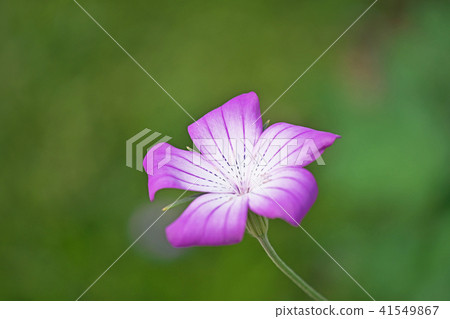Purple Agrostema Flower 41549867
