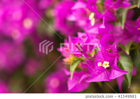 熱情綻放 41549981