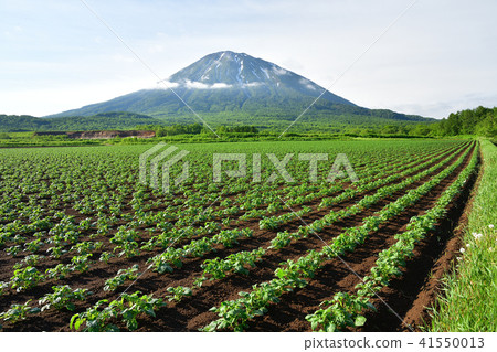 拍攝北海道俱知安町的馬鈴薯田和羊蹄山（Ezo Fuji）的初夏景觀 41550013