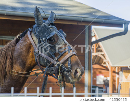 A brown horse in a leather strap 41550455