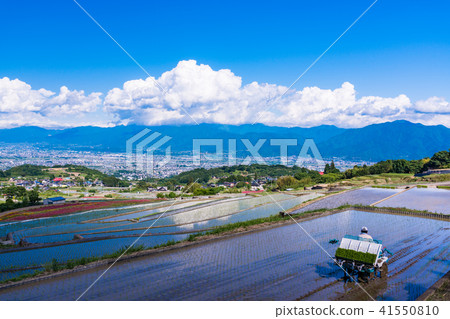 水稻梯田種植水稻 41550810