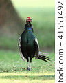 pheasant  41551492