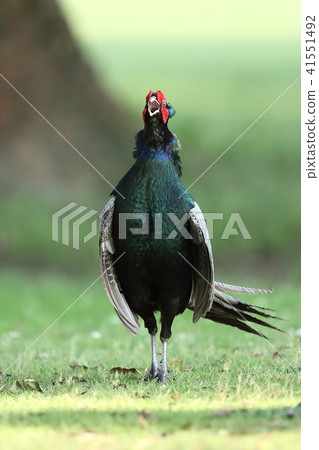 pheasant  41551492
