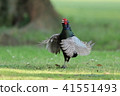 pheasant  41551493