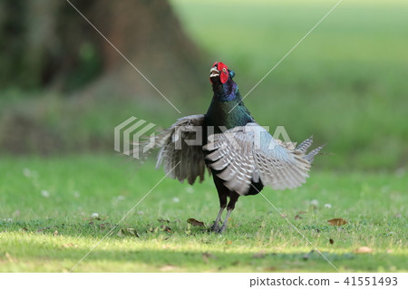 pheasant  41551493