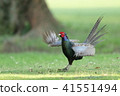 pheasant  41551494