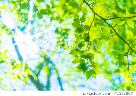  Fresh green eco image 41551807