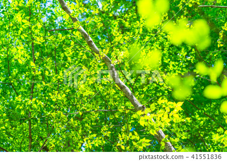  Fresh green eco image 41551836