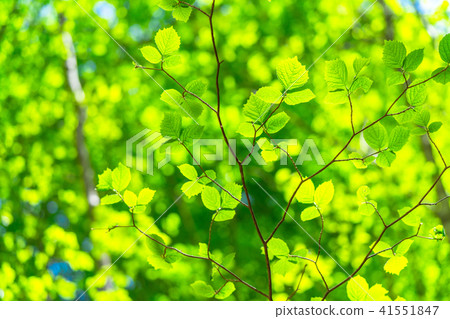  Fresh green eco image 41551847