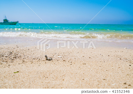 [沖繩縣]海灘形象 41552346