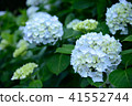 hydrangea   41552744