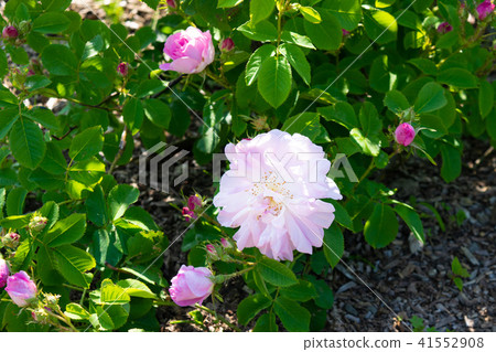 Roses Iwamizawa rose garden 41552908