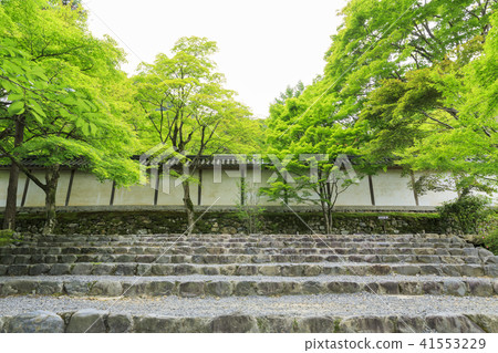 Kyoto · Nisyoin · Bamboo of autumn leaves · Blue maple 41553229