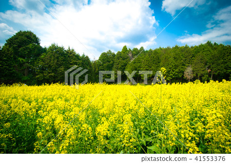 強姦開花 41553376