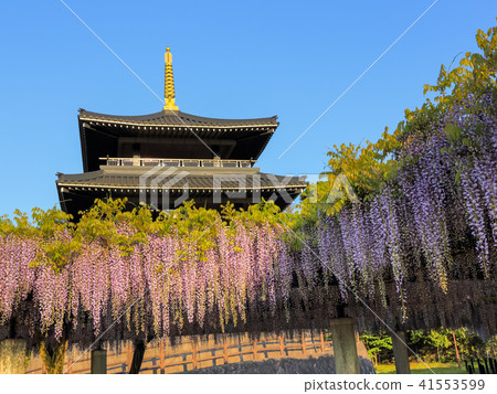 吉祥寺著名花在北九州市 照片素材 圖片 圖庫