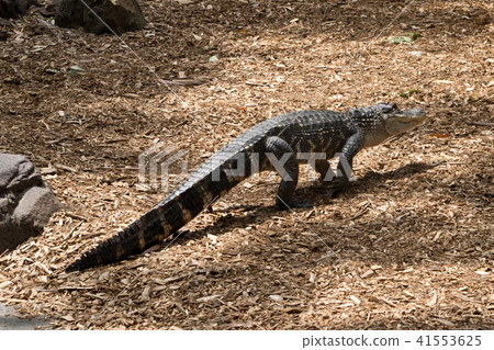 A american alligator in the Australia zoo A american alligator in the Australia zoo 41553625