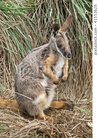 Yellow footed rock wallaby in the zoo 41553629