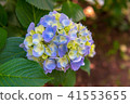 Hydrangea 6 41553655