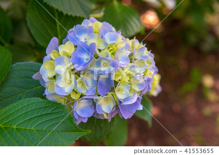 Hydrangea 6 41553655