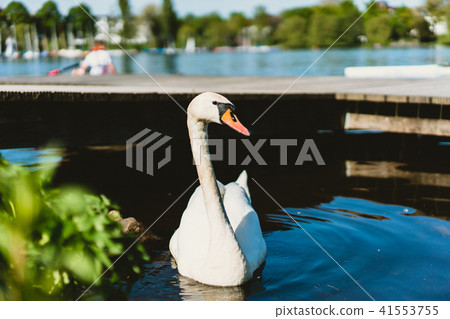 Grace white grace swans on Alster lakenear the pier a sunny day. Hamburg, Germany 41553755
