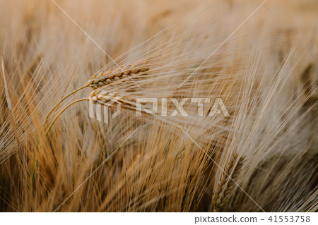 Croped fields of wheat at the end of summer fully ripe 41553758