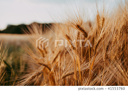 Wheat field with many ears in foreground in evening sunset light Wheat field with many ears in foreground in evening sunset light 41553760