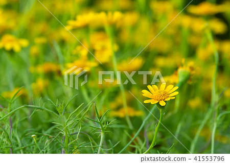 beautiful  yellow daisy flowers blooming 41553796