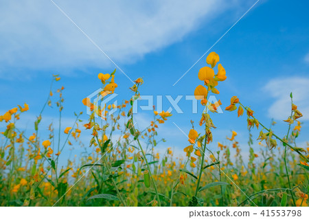 beautiful yellow sunhemp flower in nature 41553798