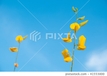 beautiful yellow sunhemp flower in nature  41553800