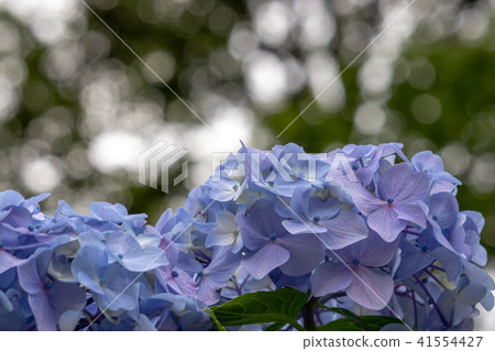 從東京北區Asukayama Park的繡球花 41554427