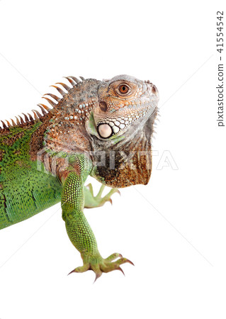 Iguana on white background 41554542