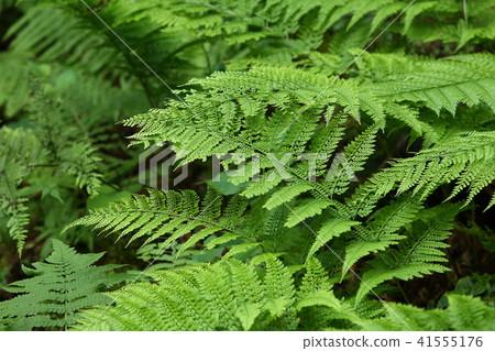 Ferns Ferns 41555176