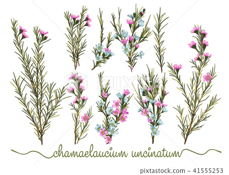 Set of botanic floral elements. Chamaelaucium  41555253