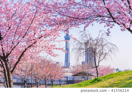 東京櫻花的春天沿著隅田川岸排成一排早開[晚上] 41556214