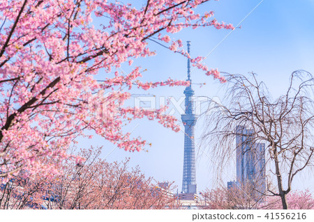 東京櫻花的春天沿著隅田川岸排成一排早開[晚上] 41556216