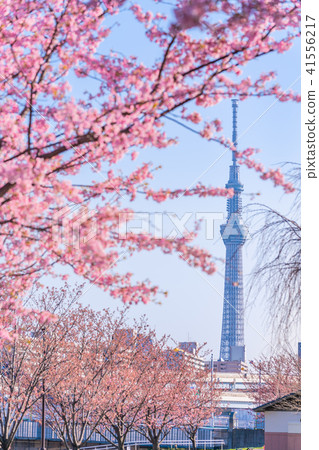 東京櫻花的春天沿著隅田川岸排成一排早開[晚上] 41556217