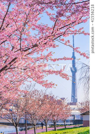東京櫻花的春天沿著隅田川岸排成一排早開[晚上] 41556218
