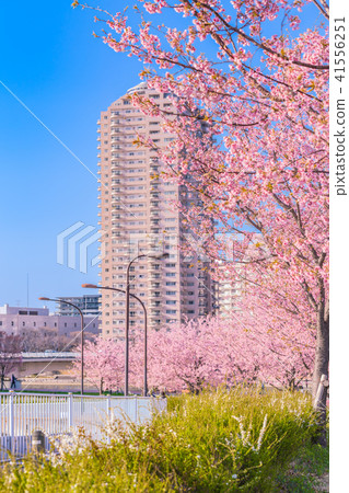 東京櫻花的春天沿著隅田川岸排成一排早開[晚上] 41556251