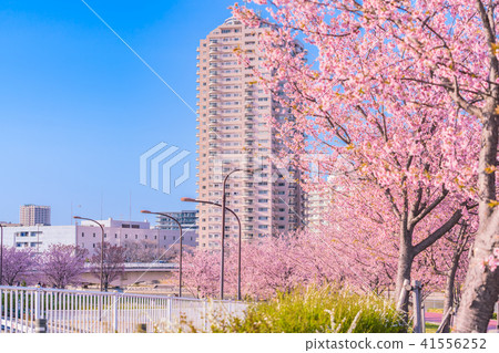 東京櫻花的春天沿著隅田川岸排成一排早開[晚上] 41556252