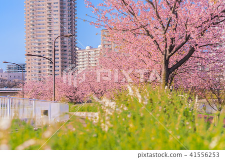 Spring of Tokyo Sakura lined row of early bloom along the Sumida river bank [Evening] 41556253