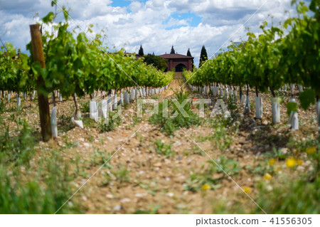 Beautiful vineyard at sunny day Beautiful vineyard at sunny day 41556305