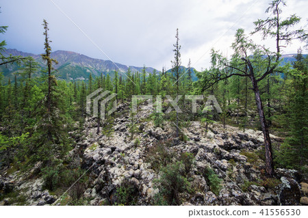 Beautiful view to fir trees in mountains, natural landscape. Russia, Siberia Beautiful view to fir trees in mountains, natural landscape. Russia, Siberia 41556530