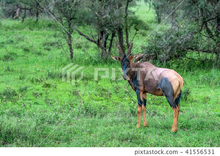 Common tsessebe or amaliscus lunatus lunatus Common tsessebe or amaliscus lunatus lunatus 41556531