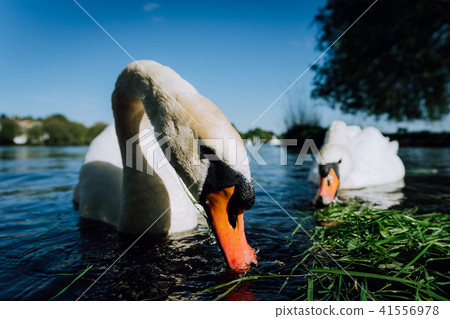 Close up of white grace swan couple stretching his neck and head towards the camera. Alster lake on 41556978