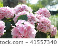 Hydrangea in early summer 41557340