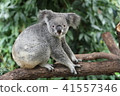 Koala 41557346