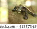 Australian tortoise 41557348